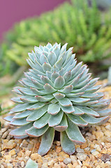 Image showing Miniature succulent plants