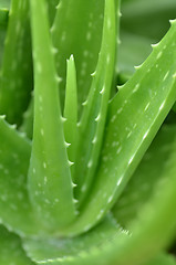 Image showing Aloe vera plate