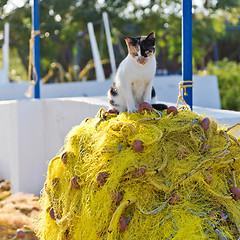 Image showing Cat and fishing net