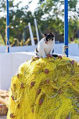 Image showing Cat and fishing net