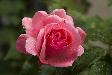 Image showing pink rose