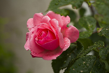 Image showing pink rose