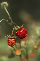 Image showing wild strawberries