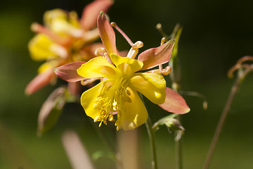 Image showing columbine