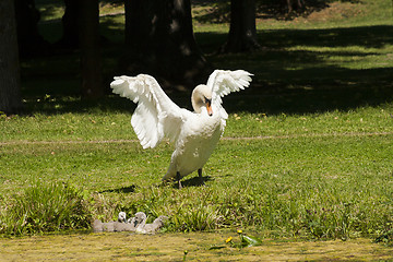 Image showing posing swan