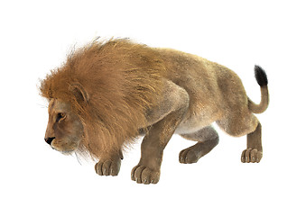 Image showing Male Lion on White