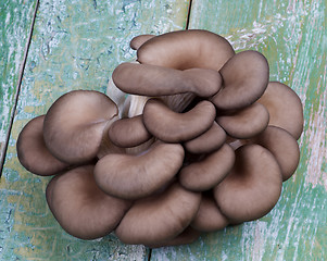 Image showing Oyster Mushrooms