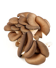 Image showing Raw Oyster Mushrooms