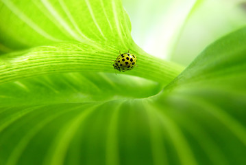 Image showing Green leaf background