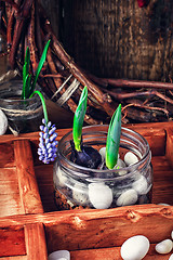 Image showing Spring blooming sprouts