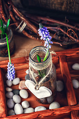 Image showing Spring blooming sprouts