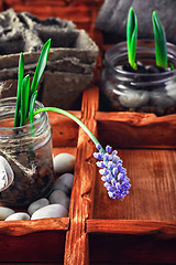 Image showing Spring blooming sprouts