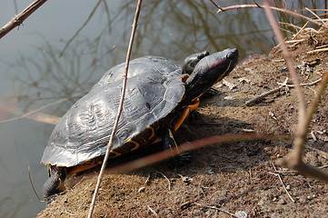 Image showing turtles