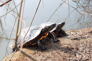 Image showing turtles