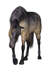 Image showing Grulla Horse on White