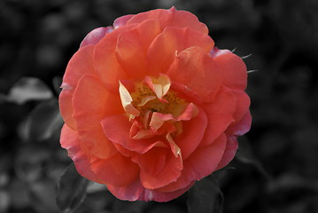 Image showing Rose Colorkey