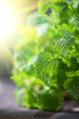 Image showing Green fresh melissa leaves