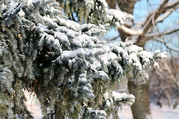 Image showing  needles of spruce tree