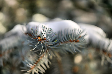 Image showing  needles of spruce tree