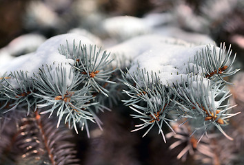 Image showing  needles of spruce tree