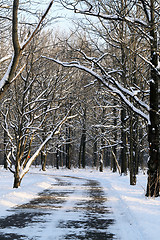 Image showing Beautiful winter forest