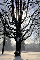 Image showing Beautiful big tree