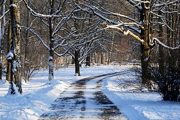 Image showing Beautiful winter forest