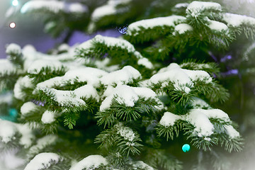 Image showing Spruce branches in the snow. card