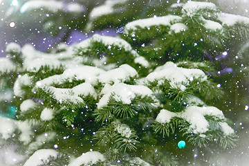 Image showing Spruce branches in the snow. card