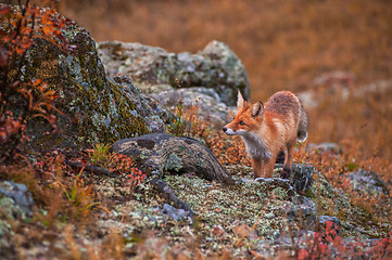 Image showing Red fox in autumn