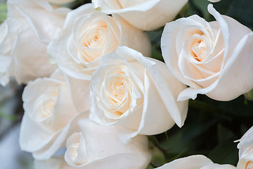 Image showing white roses as a floral background