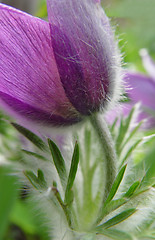 Image showing Spring flower