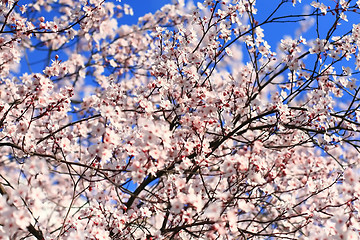 Image showing Cherry blossom