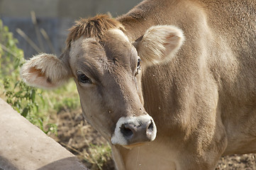 Image showing Calf