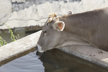 Image showing Cow