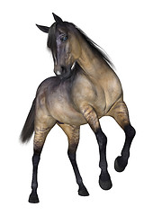 Image showing Grulla Horse on White