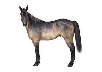 Image showing Grulla Horse on White