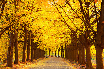 Image showing Autumn lime alley