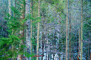 Image showing Winter forest, background