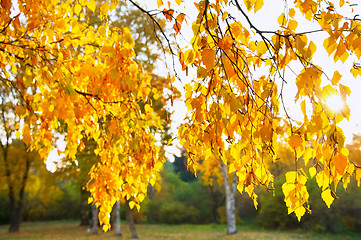 Image showing Birch tree leaves at sunset