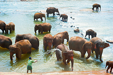 Image showing Elephants bathing, Sri Lanka