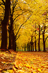 Image showing Autumnal Kiev Botanical garden