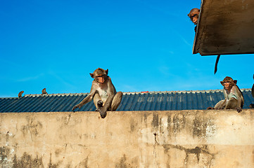 Image showing Monkey in the city