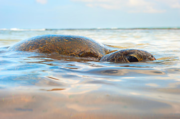 Image showing Ocean turtle