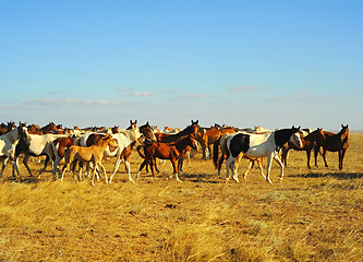 Image showing Crimea horses