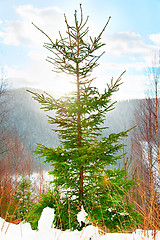 Image showing Bright winter fir tree