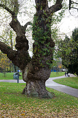Image showing one old tree in Gothenburg city