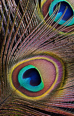 Image showing Peacock feather (detail of eyespot)