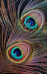 Image showing Peacock feather (detail of eyespot)