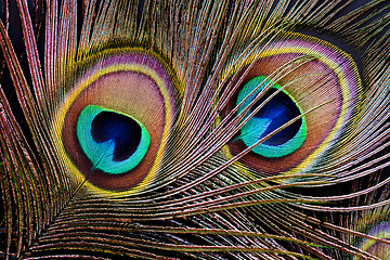 Image showing Peacock feather (detail of eyespot)